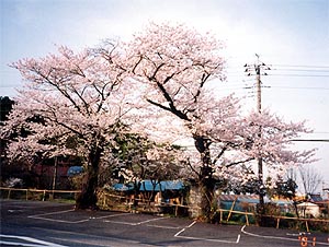 111-1.jpg