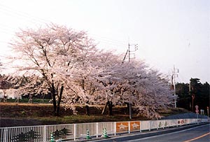 111-4.jpg